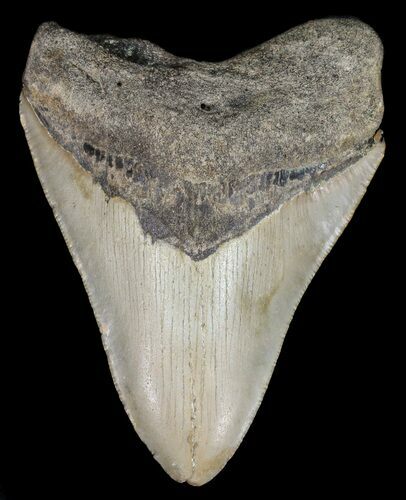 Megalodon Tooth - North Carolina #49506